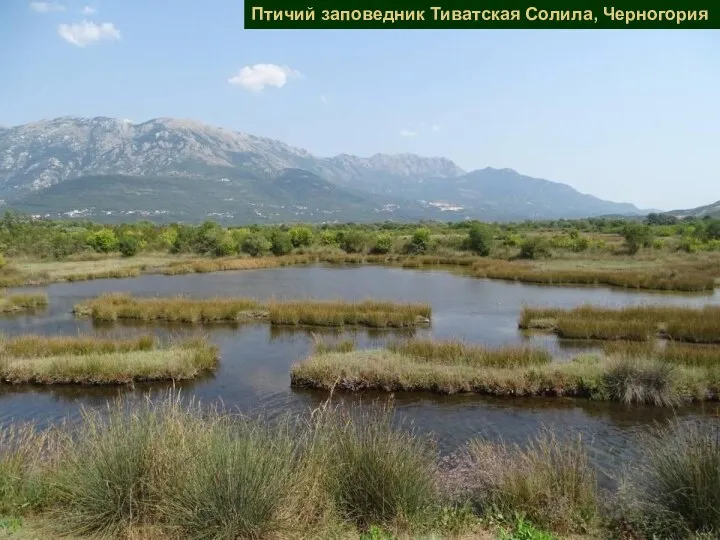 Птичий заповедник Тиватская Солила, Черногория