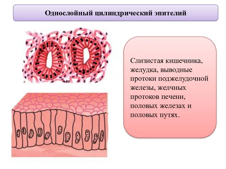Однослойный цилиндрический эпителий Слизистая кишечника, желудка, выводные протоки поджелудочной железы, желчных протоков