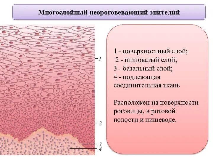 Многослойный неороговевающий эпителий 1 - поверхностный слой; 2 - шиповатый слой; 3