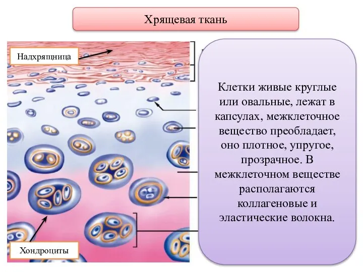 Хрящевая ткань Клетки живые круглые или овальные, лежат в капсулах, межклеточное вещество