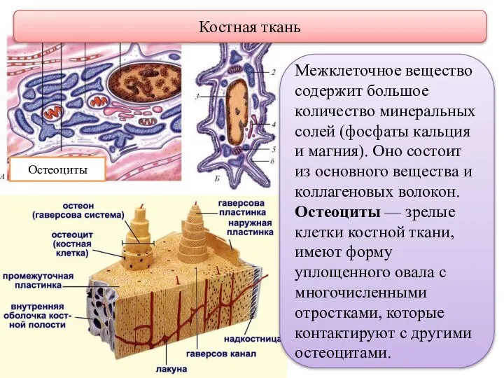Остеоциты Костная ткань Межклеточное вещество содержит большое количество минеральных солей (фосфаты кальция