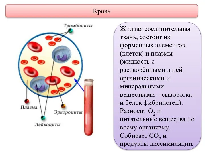 Кровь Жидкая соединительная ткань, состоит из форменных элементов (клеток) и плазмы (жидкость