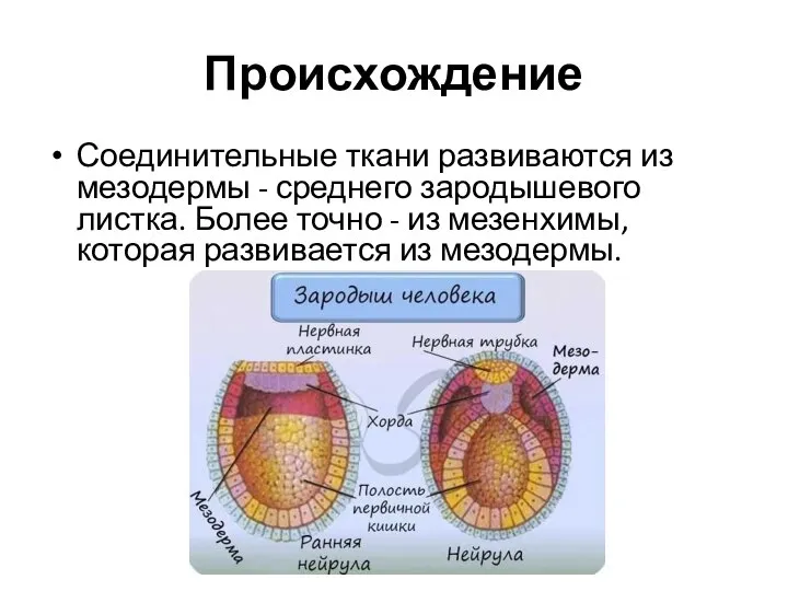 Происхождение Соединительные ткани развиваются из мезодермы - среднего зародышевого листка. Более точно