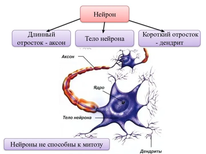 Нейрон Длинный отросток - аксон Тело нейрона Короткий отросток - дендрит Нейроны не способны к митозу