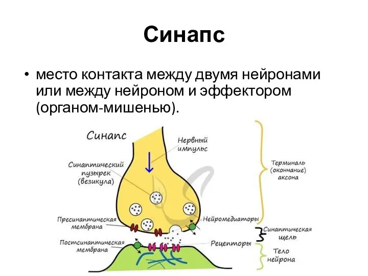 Синапс место контакта между двумя нейронами или между нейроном и эффектором (органом-мишенью).