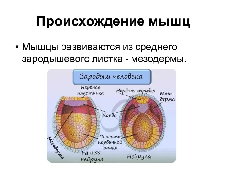 Происхождение мышц Мышцы развиваются из среднего зародышевого листка - мезодермы.