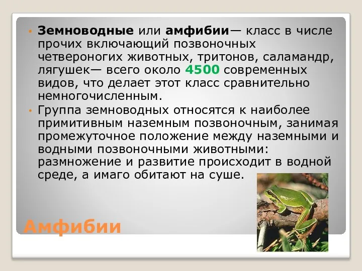 Амфибии Земноводные или амфибии— класс в числе прочих включающий позвоночных четвероногих животных,