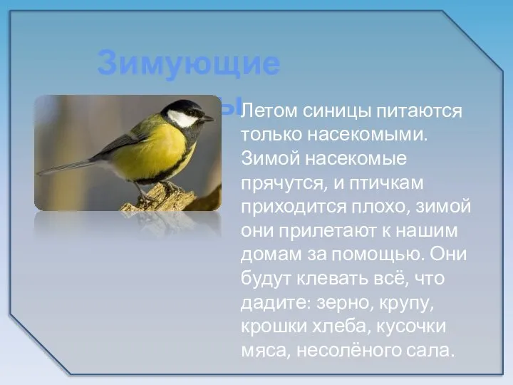 Зимующие птицы Летом синицы питаются только насекомыми. Зимой насекомые прячутся, и птичкам