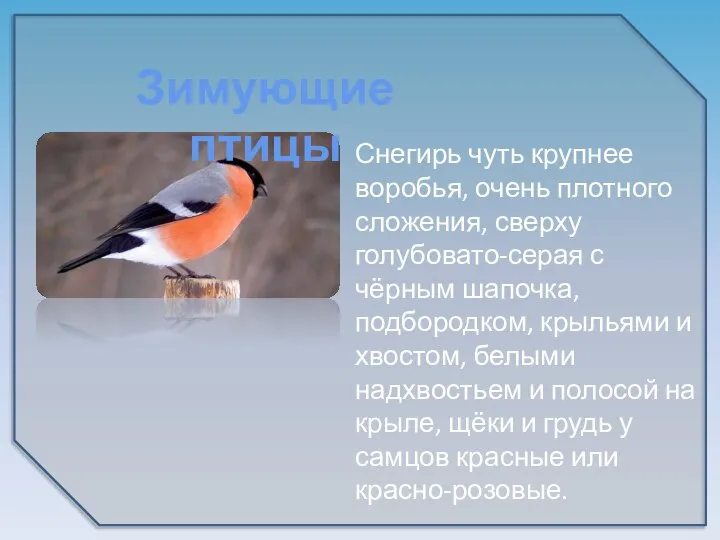 Снегирь чуть крупнее воробья, очень плотного сложения, сверху голубовато-серая с чёрным шапочка,