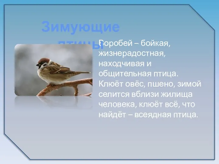 Воробей – бойкая, жизнерадостная, находчивая и общительная птица. Клюёт овёс, пшено, зимой