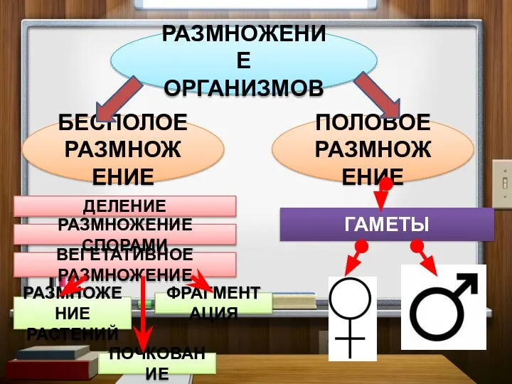 РАЗМНОЖЕНИЕ ОРГАНИЗМОВ БЕСПОЛОЕ РАЗМНОЖЕНИЕ ПОЛОВОЕ РАЗМНОЖЕНИЕ ДЕЛЕНИЕ ВЕГЕТАТИВНОЕ РАЗМНОЖЕНИЕ РАЗМНОЖЕНИЕ РАСТЕНИЙ РАЗМНОЖЕНИЕ СПОРАМИ ФРАГМЕНТАЦИЯ ПОЧКОВАНИЕ ГАМЕТЫ