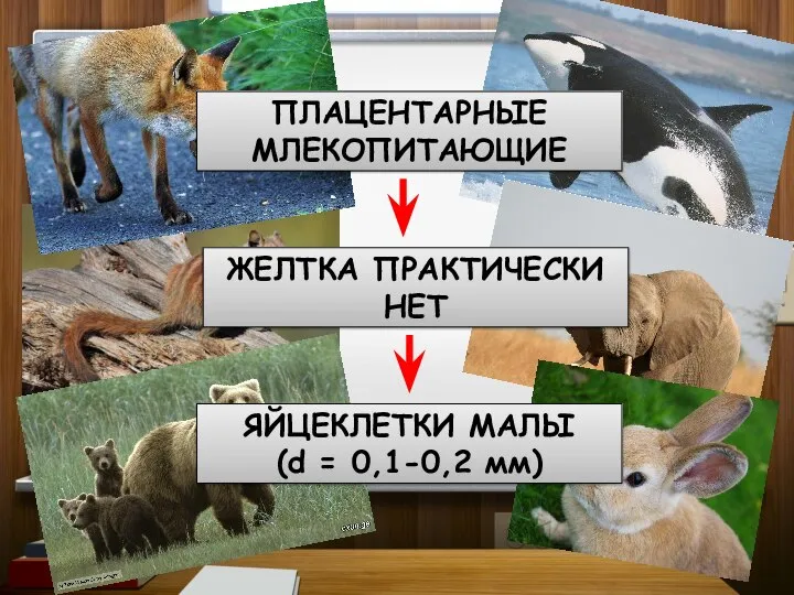 ПЛАЦЕНТАРНЫЕ МЛЕКОПИТАЮЩИЕ ЖЕЛТКА ПРАКТИЧЕСКИ НЕТ ЯЙЦЕКЛЕТКИ МАЛЫ (d = 0,1-0,2 мм)