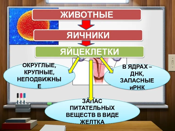 ЖИВОТНЫЕ ЯЙЦЕКЛЕТКИ ЯИЧНИКИ ОКРУГЛЫЕ, КРУПНЫЕ, НЕПОДВИЖНЫЕ В ЯДРАХ – ДНК, ЗАПАСНЫЕ иРНК