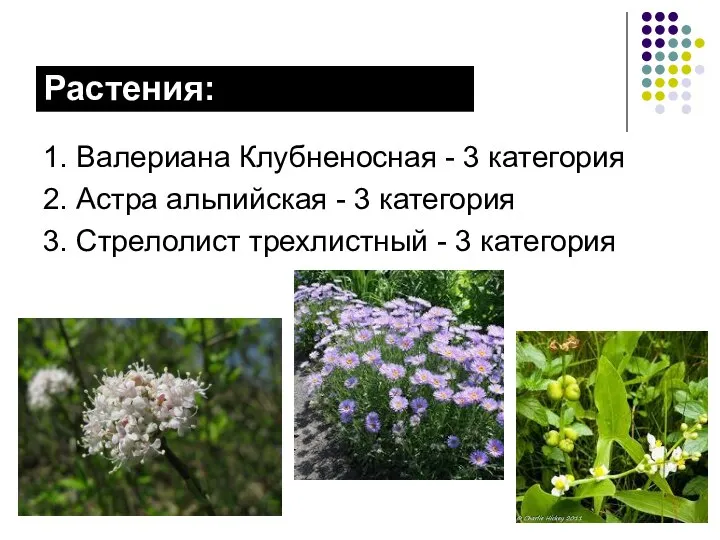 Растения: 1. Валериана Клубненосная - 3 категория 2. Астра альпийская - 3