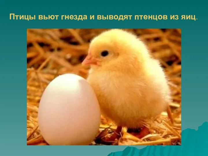 Птицы вьют гнезда и выводят птенцов из яиц.