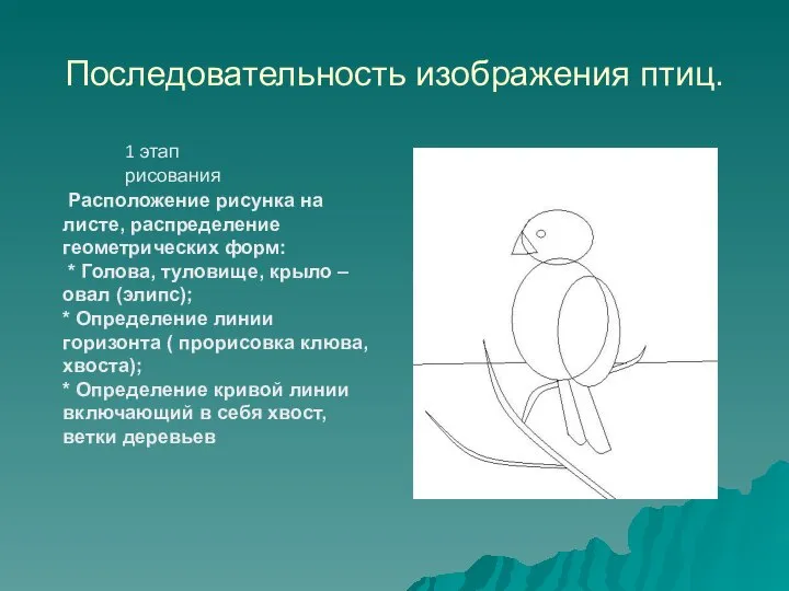 Последовательность изображения птиц. Расположение рисунка на листе, распределение геометрических форм: * Голова,