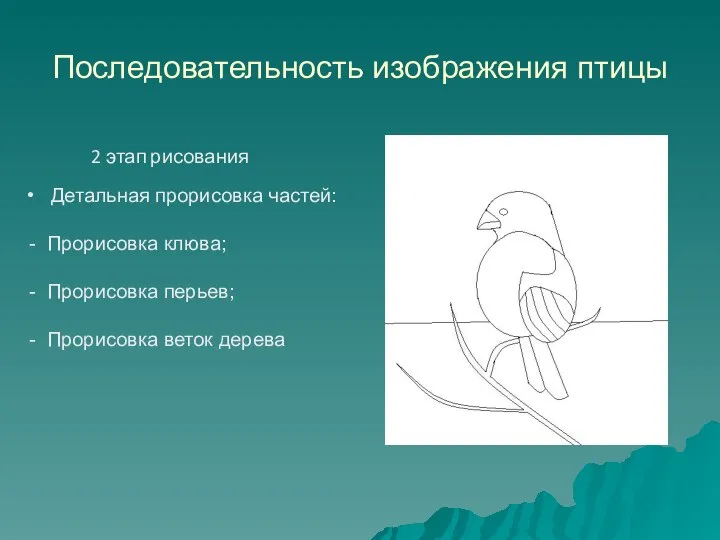Последовательность изображения птицы Детальная прорисовка частей: - Прорисовка клюва; - Прорисовка перьев;