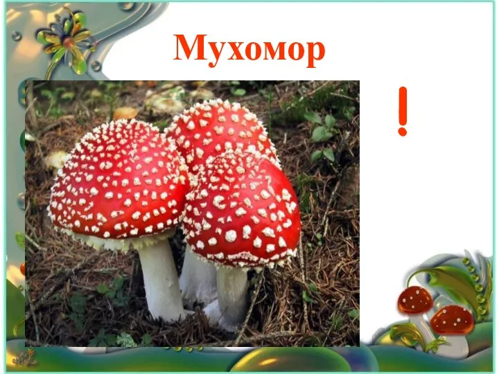 Мухомор !