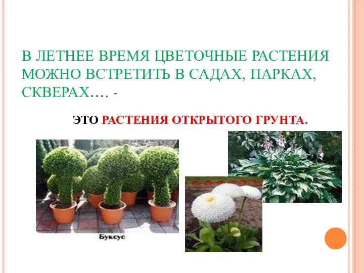 В ЛЕТНЕЕ ВРЕМЯ ЦВЕТОЧНЫЕ РАСТЕНИЯ МОЖНО ВСТРЕТИТЬ В САДАХ, ПАРКАХ, СКВЕРАХ…. - ЭТО РАСТЕНИЯ ОТКРЫТОГО ГРУНТА.