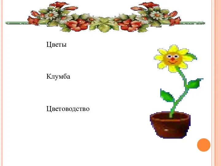 Цветы Клумба Цветоводство