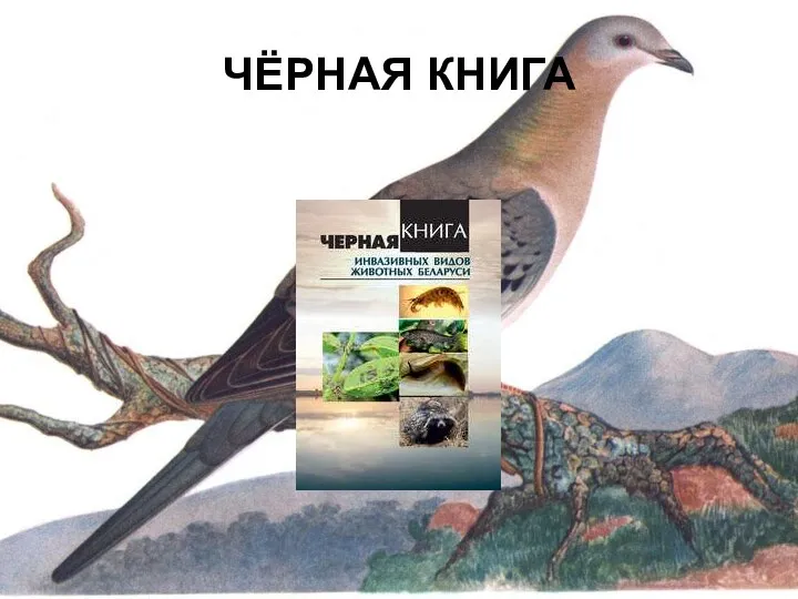 ЧЁРНАЯ КНИГА