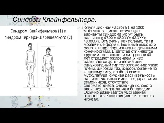 Синдром Клайнфельтера. Популяционная частота 1 на 1000 мальчиков. Цитогенетические варианты синдрома могут