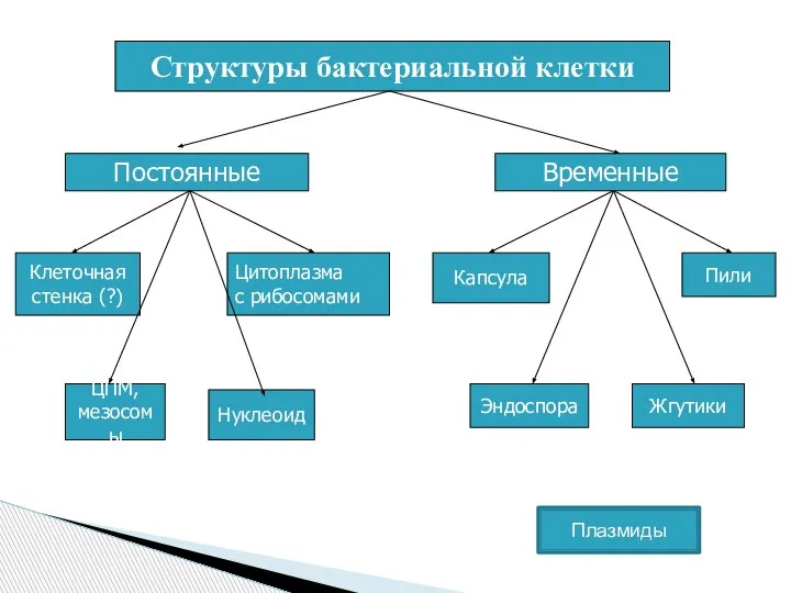 Структуры бактериальной клетки Постоянные Временные Клеточная стенка (?) ЦПМ, мезосомы Нуклеоид Цитоплазма