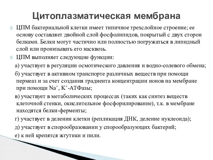 ЦПМ бактериальной клетки имеет типичное трехслойное строение; ее основу составляет двойной слой