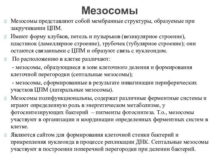 Мезосомы представляют собой мембранные структуры, образуемые при закручивании ЦПМ. Имеют форму клубков,