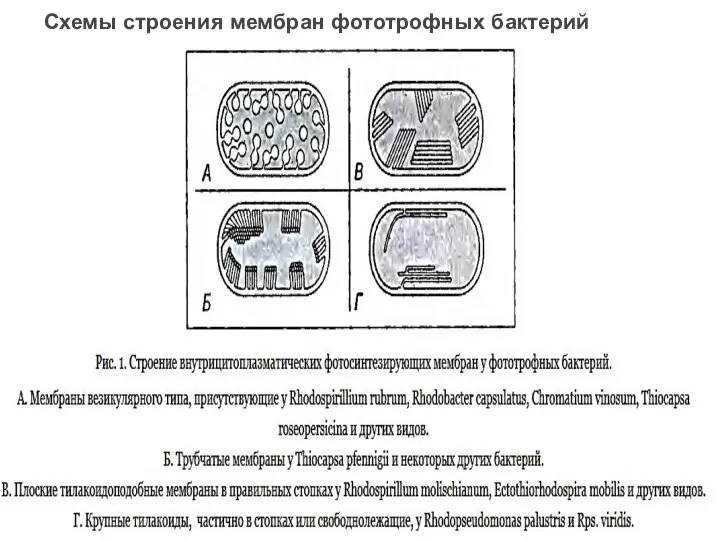 Схемы строения мембран фототрофных бактерий