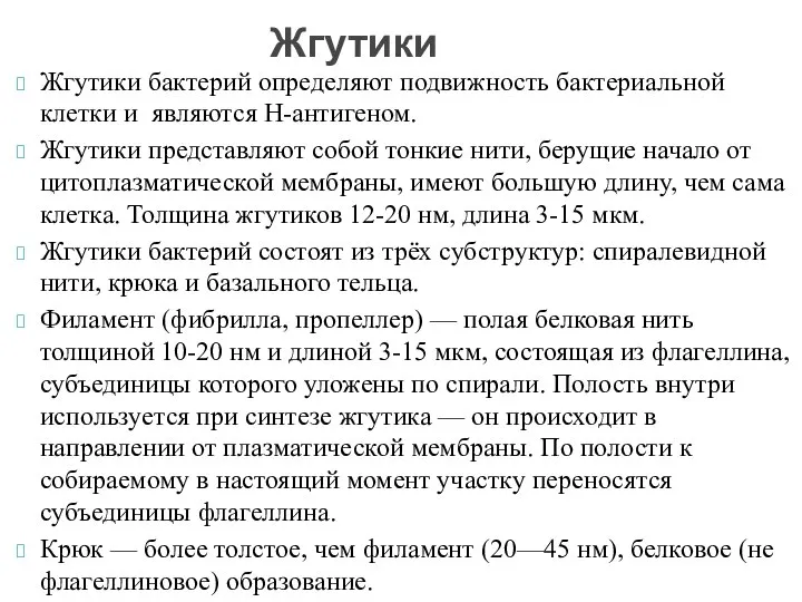 Жгутики бактерий определяют подвижность бактериальной клетки и являются Н-антигеном. Жгутики представляют собой