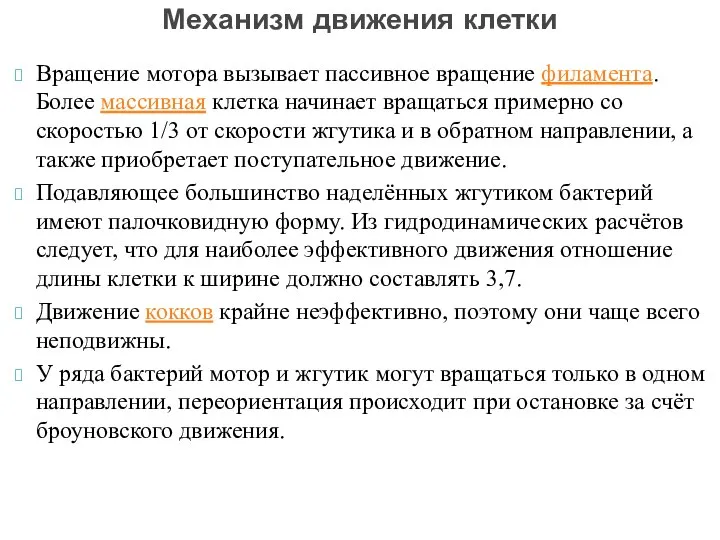 Вращение мотора вызывает пассивное вращение филамента. Более массивная клетка начинает вращаться примерно