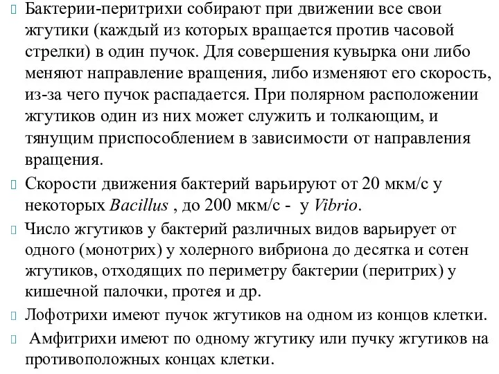 Бактерии-перитрихи собирают при движении все свои жгутики (каждый из которых вращается против