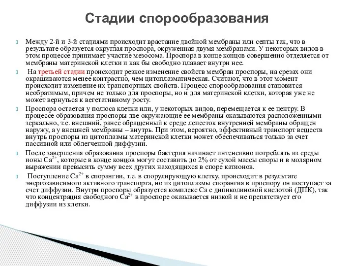 Между 2-й и 3-й стадиями происходит врастание двойной мембраны или септы так,