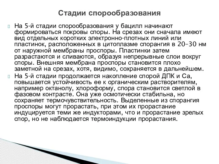 На 5-й стадии спорообразования у бацилл начинают формироваться покровы споры. На срезах