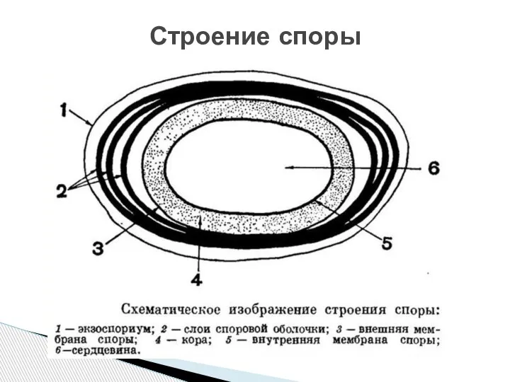 Строение споры