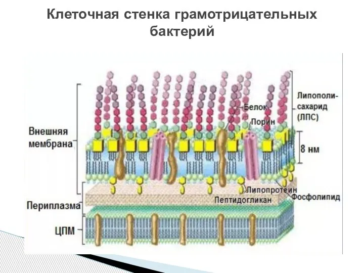 Клеточная стенка грамотрицательных бактерий