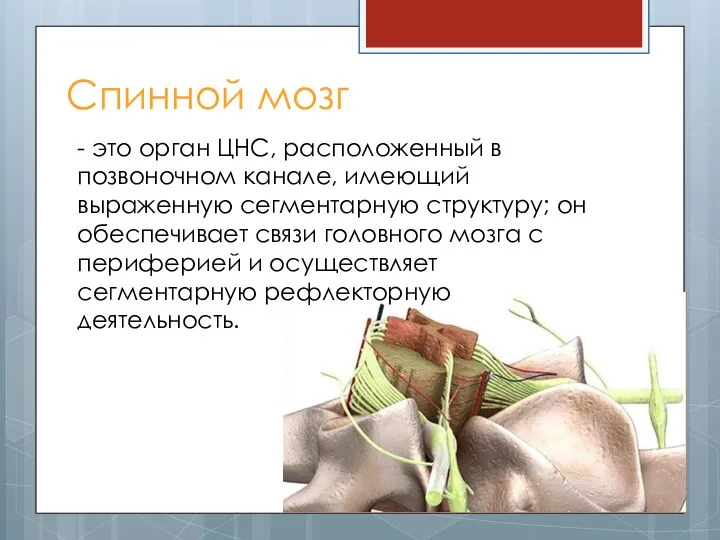 Спинной мозг - это орган ЦНС, расположенный в позвоночном канале, имеющий выраженную