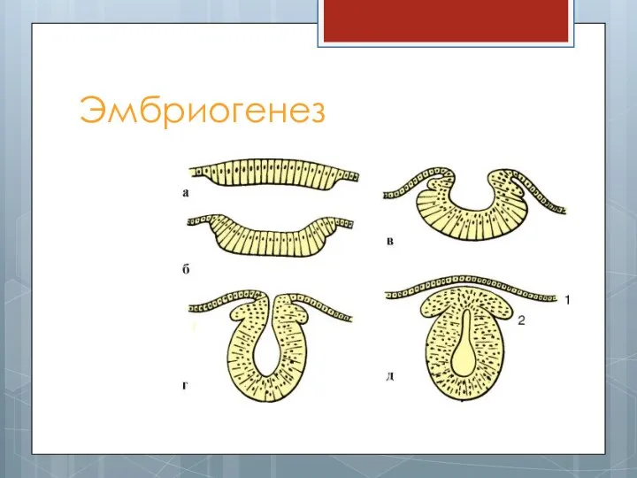 Эмбриогенез