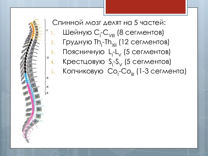 Спинной мозг делят на 5 частей: Шейную CI-CVIII (8 сегментов) Грудную ThI-ThXII