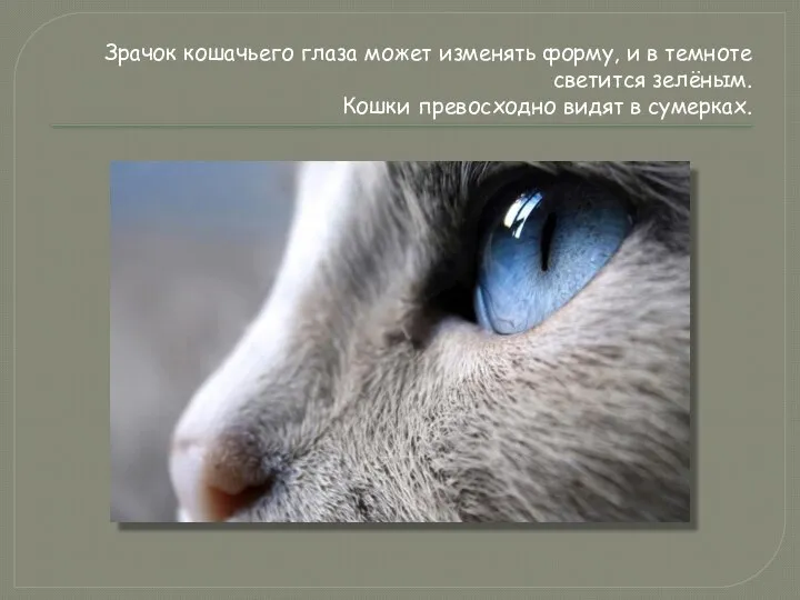 Зрачок кошачьего глаза может изменять форму, и в темноте светится зелёным. Кошки превосходно видят в сумерках.