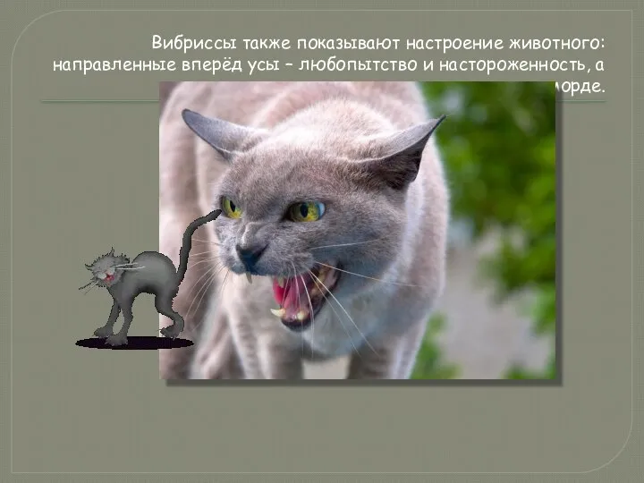 Вибриссы также показывают настроение животного: направленные вперёд усы – любопытство и настороженность,