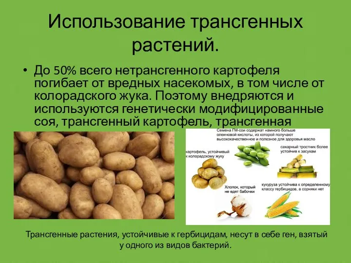 Использование трансгенных растений. До 50% всего нетрансгенного картофеля погибает от вредных насекомых,
