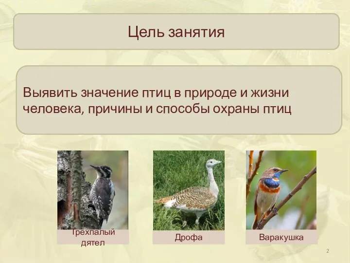 Цель занятия Выявить значение птиц в природе и жизни человека, причины и