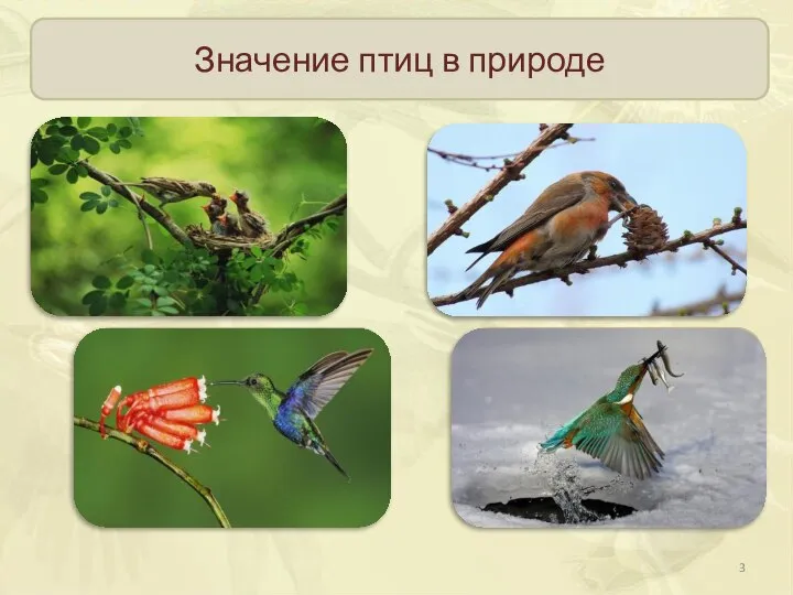 Значение птиц в природе Регулируют численность насекомых и мелких грызунов Распространение плодов