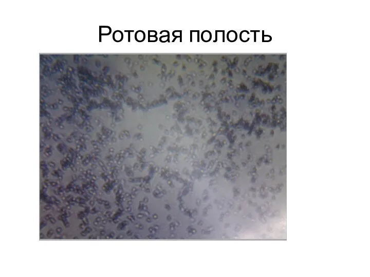 Ротовая полость