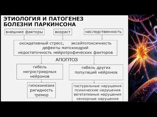 ЭТИОЛОГИЯ И ПАТОГЕНЕЗ БОЛЕЗНИ ПАРКИНСОНА внешние факторы возраст наследственность оксидативный стресс, эксайтотоксичность