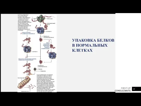 УПАКОВКА БЕЛКОВ В НОРМАЛЬНЫХ КЛЕТКАХ