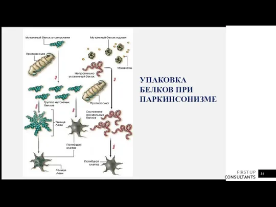 УПАКОВКА БЕЛКОВ ПРИ ПАРКИНСОНИЗМЕ