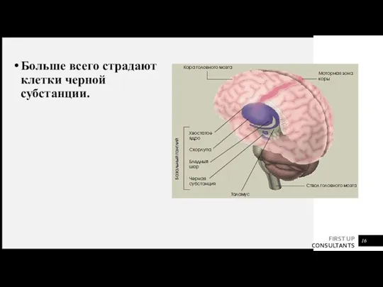 Больше всего страдают клетки черной субстанции.